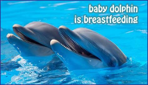 What does breasting dolphin do?